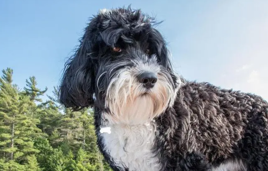 葡萄牙水犬智商排名高吗 葡萄牙水犬智商排名高吗