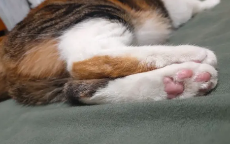猫咪开脚和没开脚哪个更贵