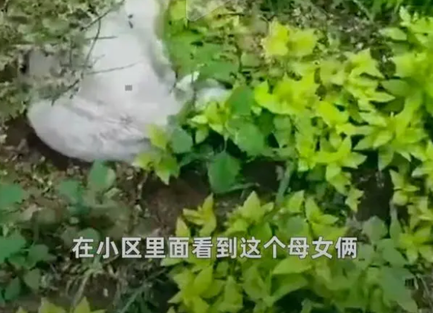 一对母女因掉毛严重将猫遗弃绿化带,目击者一路指责 一对母女因掉毛严重将猫遗弃绿化带,目击者一路指责