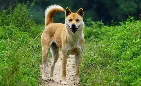 为啥土狗吃剩饭就能长得很好?答案在这里! 为啥土狗吃剩饭就能长得很好?答案在这里!
