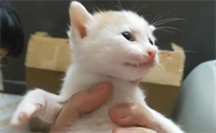 小奶猫怎么分公母,今天来教你!
