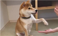 柴犬在犬类智商排名