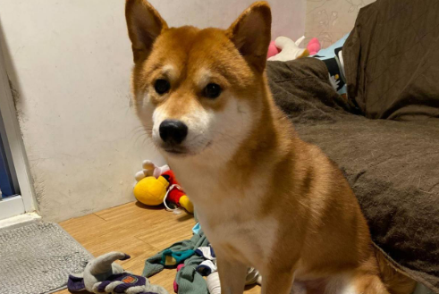 狗狗为什么嗅内裤的味道