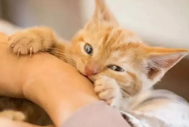 猫咪总是早晨咬人是什么原因呢 猫咪总是早晨咬人是什么原因呢