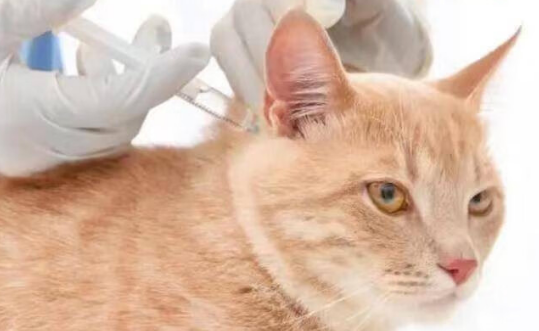 猫第三针和狂犬疫苗要多少钱