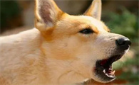 狗狗为什么会害怕乱叫呢