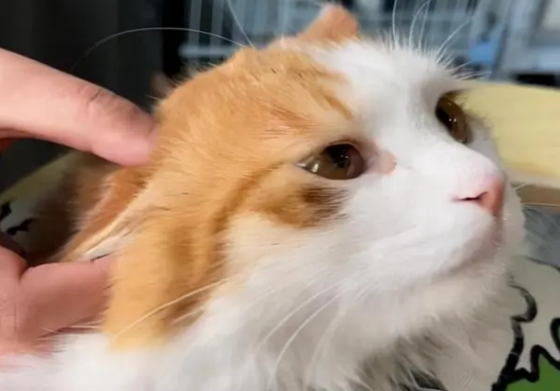 十年养猫人告诉你，为什么选择耳妙宠物洗耳液