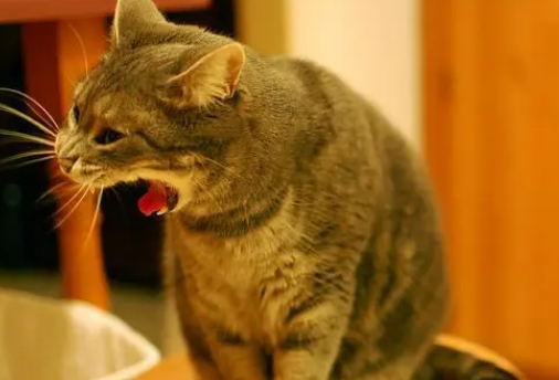猫咪不吃东西吐黄水怎么回事