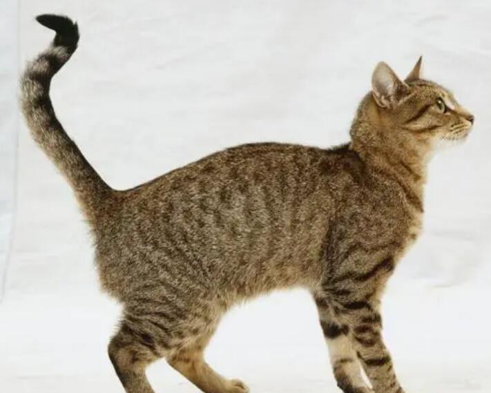 为什么不能揪猫咪的尾巴