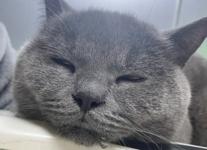 猫咪流口水但是精神很好 猫咪流口水但是精神很好