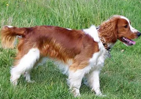 威尔士跳猎犬食物中毒的原因?怎么办? 威尔士跳猎犬食物中毒的原因?怎么办?