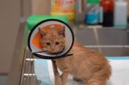 在伤病中坚强活着，不被眷顾的流浪小橘猫在逆境中越发坚强