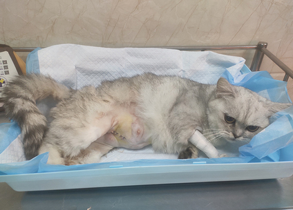 怎么帮生产母猫揉肚子助产