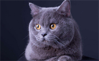 蓝猫一般可以长到多少斤?来了解下吧