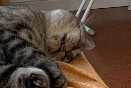 一只猫安乐死要花多少钱