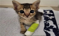 猫咪受伤了为什么不叫唤