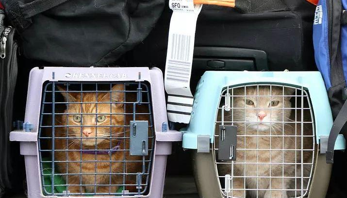 飞机托运猫咪收费标准