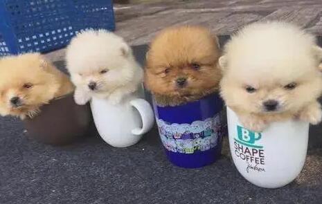 茶杯犬的容貌和特性 茶杯犬的容貌和特性