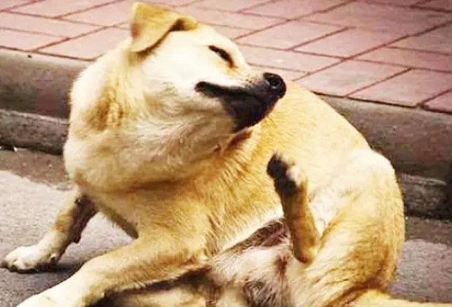 狗狗为什么抓痒又咬自己 狗狗为什么抓痒又咬自己