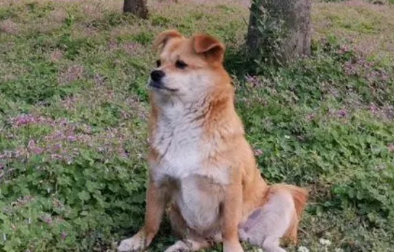 狗能看出善良的人