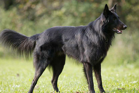 比利时特伏丹犬怎么梳毛?宠主来看一下吧 比利时特伏丹犬怎么梳毛?宠主来看一下吧