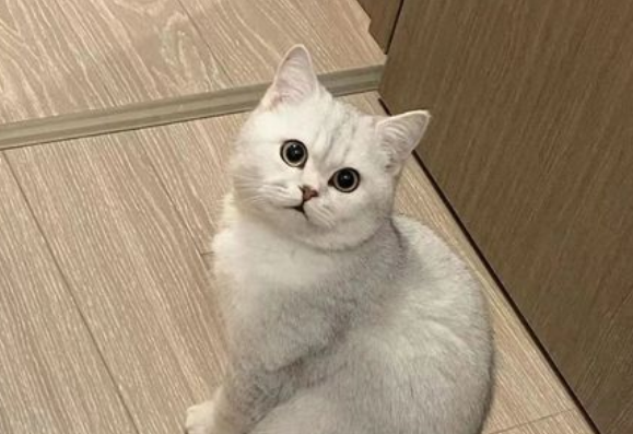 银渐层猫跑了怎么找回来啊 银渐层猫跑了怎么找回来啊