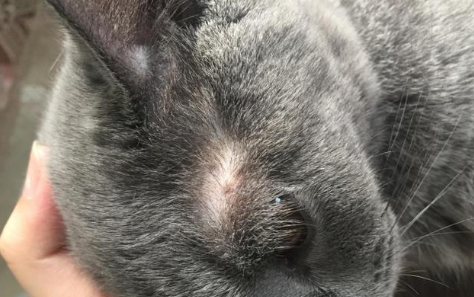 猫癣其实不用治 猫癣其实不用治
