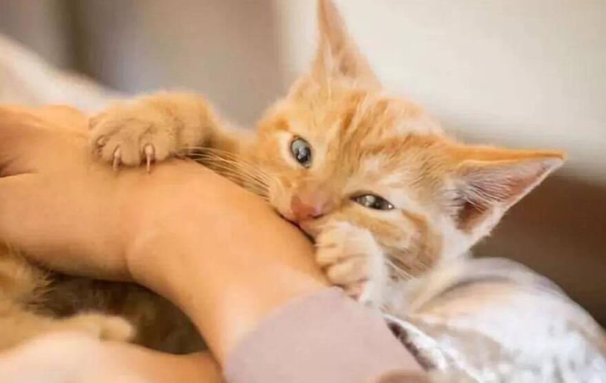 猫咪边叫边咬我手臂 猫咪边叫边咬我手臂
