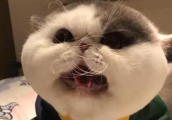 猫咪胡子卷卷的原因