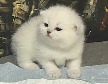 小奶猫认人的表现，带你们来瞧瞧！
