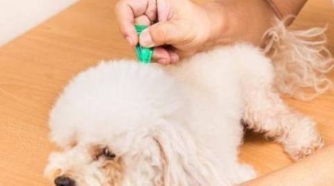 一旦狗狗身上发生这几个病症，有可能是寄生虫造成的