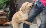 狗狗老是抱大腿蹭需要阻止吗