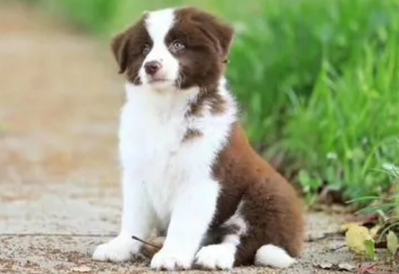 边牧属于禁养犬吗？能不能养？