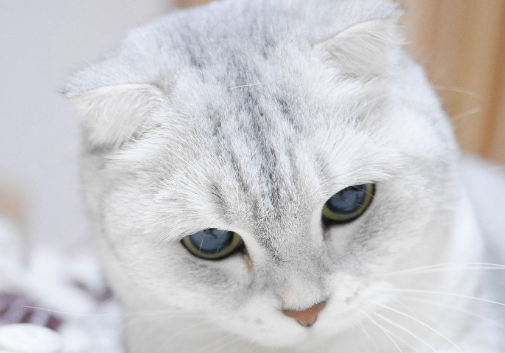 折耳猫的智商和性格 折耳猫的智商和性格
