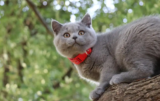 蓝猫要不要关笼子？不妨来看看