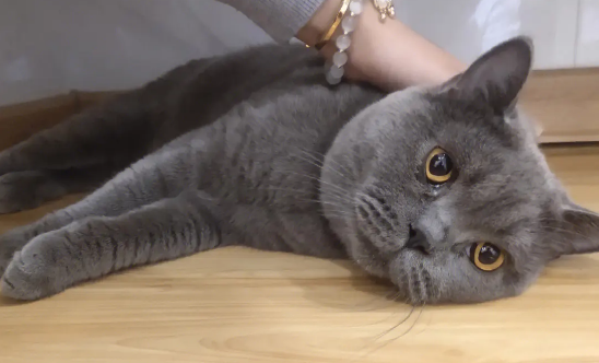 英短蓝猫记仇的表现