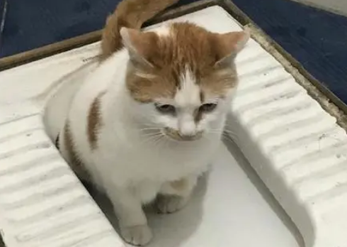 猫咪随地拉尿还叫怎么回事