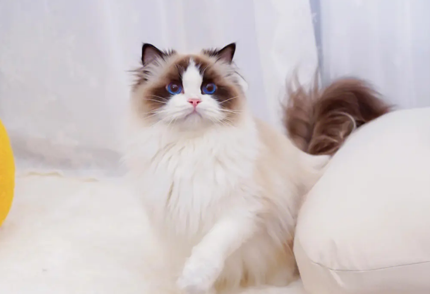 布偶猫哪个颜色最贵图片大全 布偶猫哪个颜色最贵图片大全