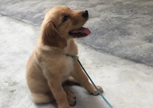 狗狗小鸡流黄脓用什么药