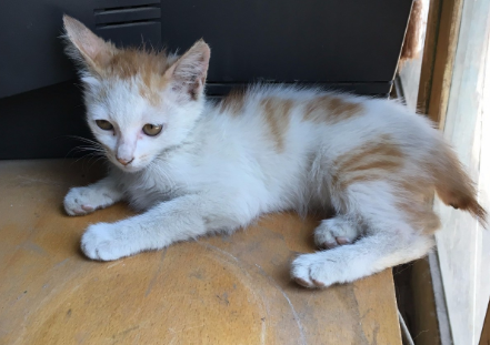 小猫生下来尾巴弯折的 小猫生下来尾巴弯折的