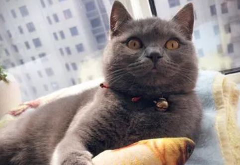 猫名怎么取比较霸气又旺财的猫名字大全