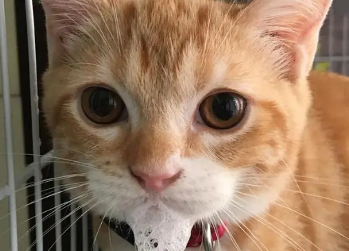 猫吐了白色黏液或泡沫吃什么药