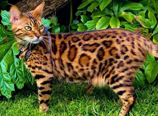 豹猫是名贵猫吗