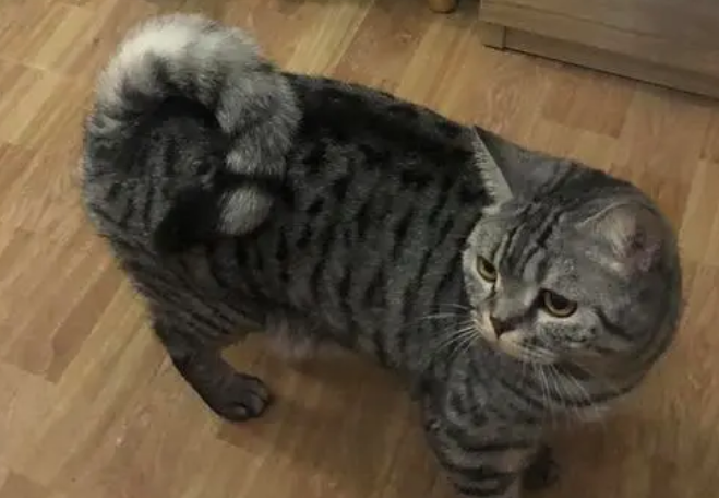 猫咪尾巴翘很高发出呼噜声