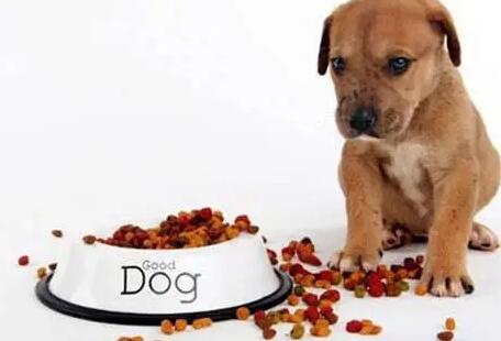 如何判断幼犬狗粮好坏视频