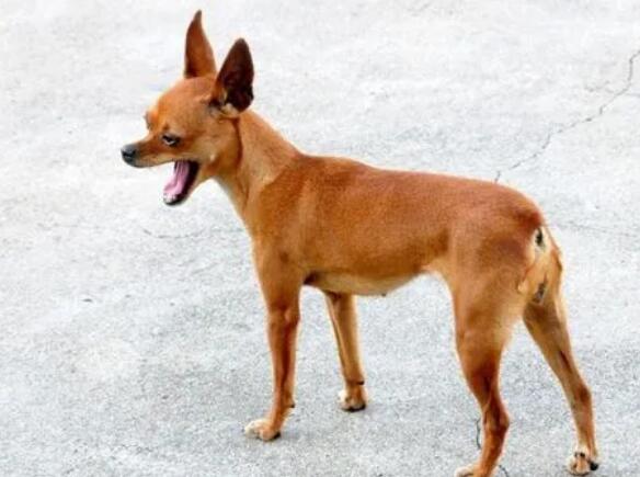 小鹿犬冬天怎么保暖?Tips! 小鹿犬冬天怎么保暖?Tips!