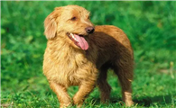 布列塔尼犬便秘怎么办？解决方法是？