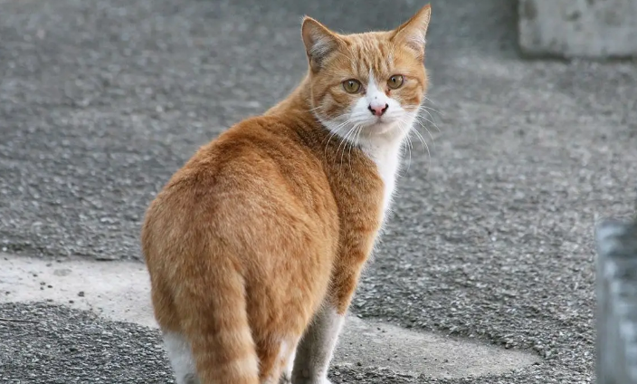 流浪猫蹭腿会有跳蚤吗？会传染吗？