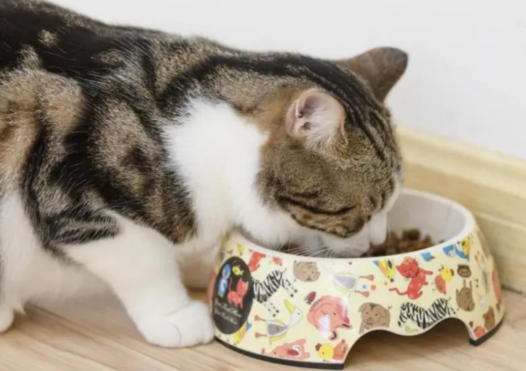 比优特猫粮如何？该不该去购买？