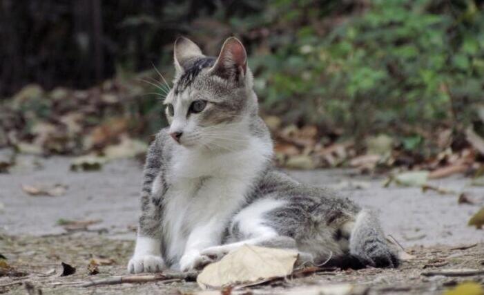 打了野猫会不会报复